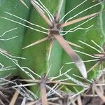 Ferocactus herrerae Corteccia