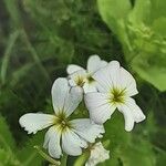 Malcolmia maritima പുഷ്പം