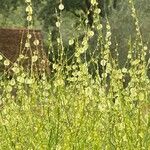 Rumex induratus ফুল