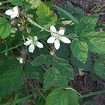 Rubus ursinus 花