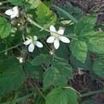 Rubus ursinus ফুল