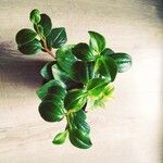 Peperomia glabella List