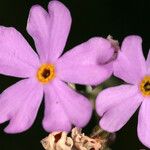 Primula laurentiana Flower
