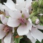 Althaea officinalis Цветок