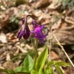 Lathyrus vernus Fula