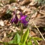 Lathyrus vernus 花