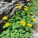 Doronicum grandiflorum Bloem