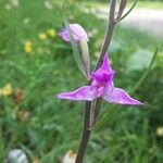 Cephalanthera rubraFlower