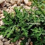 Parthenium hysterophorus Leaf