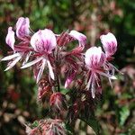 Pelargonium cordifolium Flor
