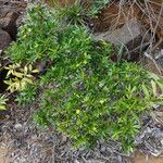 Hibbertia tontoutensis Habitat