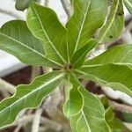 Adenium obesum Leaf
