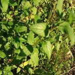 Salvia microphylla Feuille