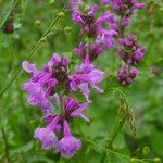 Betonica macrantha Flower