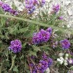 Oxytropis jacquinii Flor