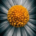 Leucanthemum graminifolium Flor