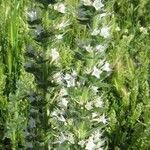 Echium italicum Floare