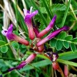 Astragalus monspessulanus Flower
