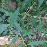 Carpesium abrotanoides Hoja