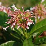 Rauvolfia serpentina Flower