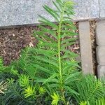 Taxus canadensis Folio