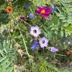 Gilia tricolor Blüte