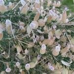 Astragalus armatus Altro