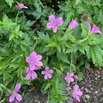 Geranium endressii برگ