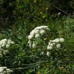 Thapsia nestleri Blüte