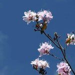 Rhododendron yunnanense Õis