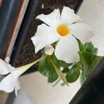 Mandevilla boliviensis Flower