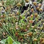 Juncus pygmaeus Bloem