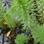 Myriophyllum aquaticum Folha