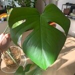 Monstera deliciosa叶