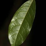 Rinorea guianensis