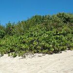 Scaevola taccada Habitat