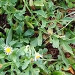 Egletes viscosa Flower