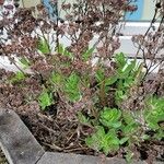 Sedum telephium Flower