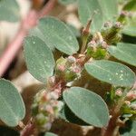 Euphorbia prostrata Flower