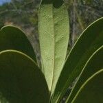 Oxera gmelinoides List
