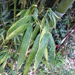 Phyllostachys sulphurea पत्ता