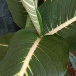 Dieffenbachia oerstedii Feuille