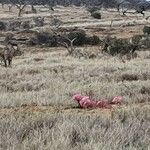 Ammocharis tinneana Συνήθη χαρακτηριστικά