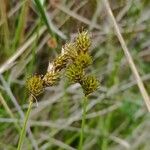 Carex leporina Flor