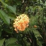 Ixora chinensis Квітка
