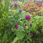 Gomphrena globosaFlower