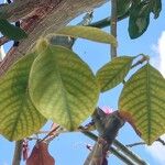 Pseudobombax ellipticum Leaf