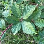 Rubus divaricatus Folla