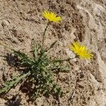 Launaea mucronata Habit