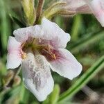 Asystasia charmian Virág